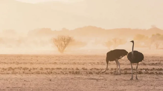 struisvogels-damaraland